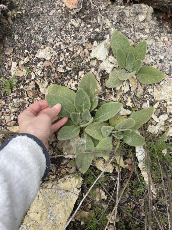 A Plant Walk in the Woods - 5 Spots Only! - Image 5