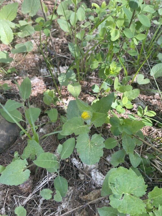 A Plant Walk in the Woods - 5 Spots Only! - Image 4