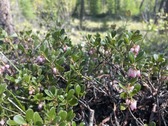 A Plant Walk in the Woods - 5 Spots Only! - Image 3
