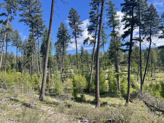 A Plant Walk in the Woods - 5 Spots Only!
