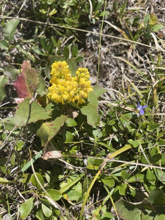 A Plant Walk in the Woods - 5 Spots Only! - Image 6